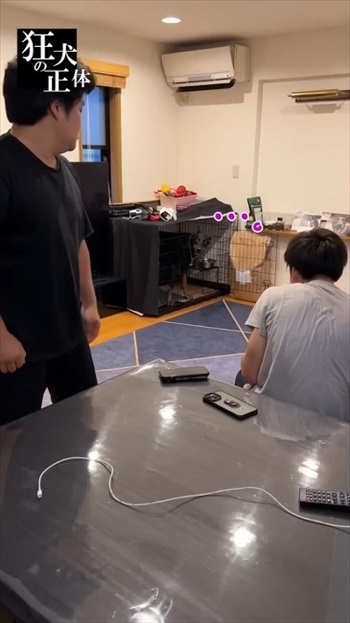 ハウスから見守る犬