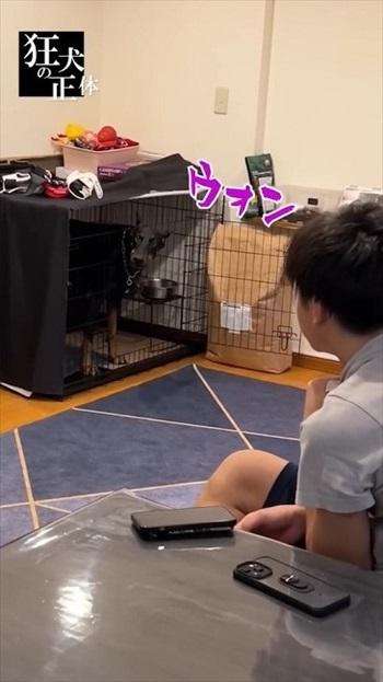 子どもを守るためにとったドーベルマンの行動