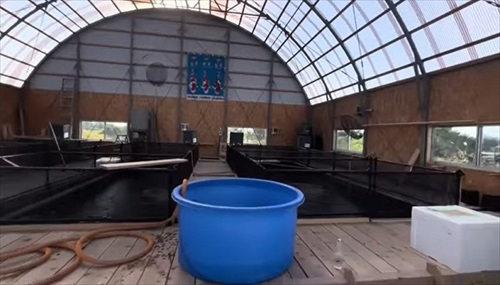 巨大錦鯉を緊急手術