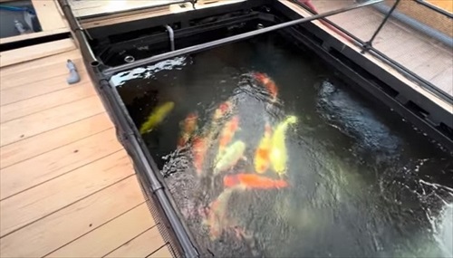 巨大錦鯉を緊急手術