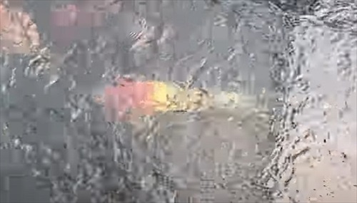 巨大錦鯉を緊急手術