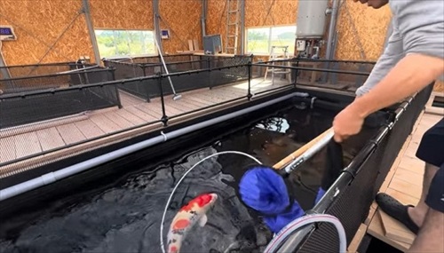 巨大錦鯉を緊急手術