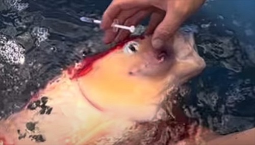 巨大錦鯉を緊急手術