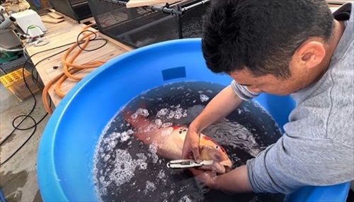 巨大錦鯉を緊急手術