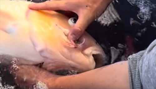 巨大錦鯉を緊急手術