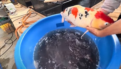 巨大錦鯉を緊急手術