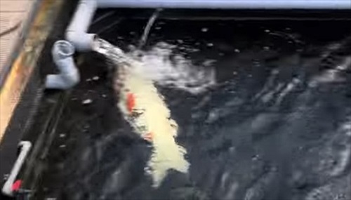 巨大錦鯉を緊急手術