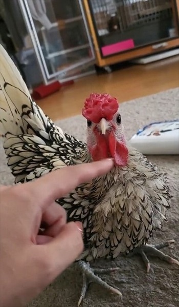 肉垂れをプルプルされるにわとり