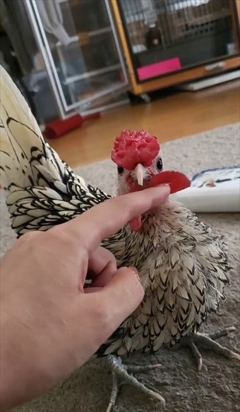 肉垂れをプルプルされるにわとり