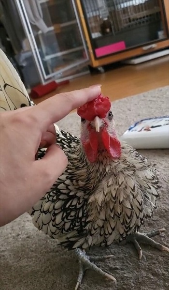 肉垂れをプルプルされるにわとり
