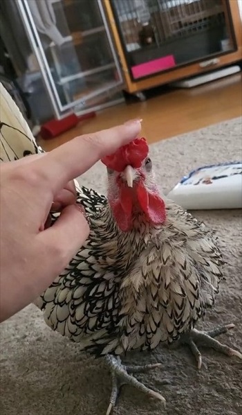 肉垂れをプルプルされるにわとり
