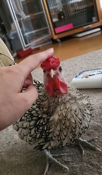 肉垂れをプルプルされるにわとり