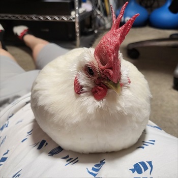 肉垂れをプルプルされるにわとり