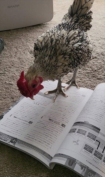 肉垂れをプルプルされるにわとり