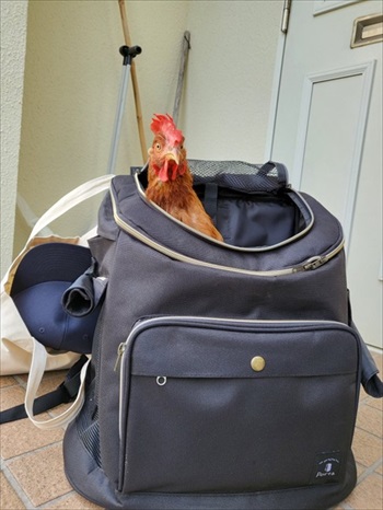 肉垂れをプルプルされるにわとり