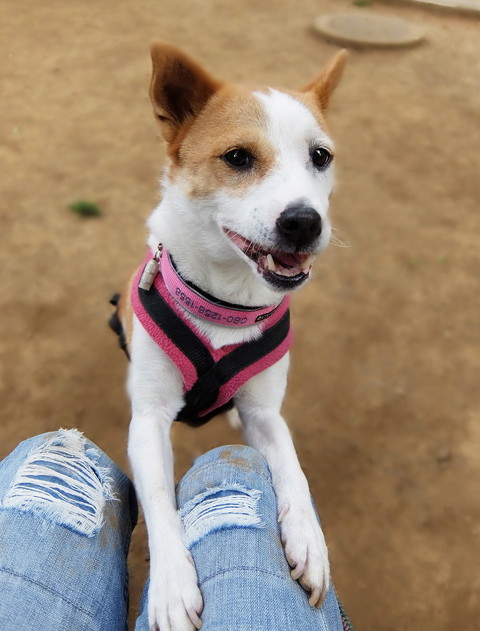 飛び掛かるけやきさん