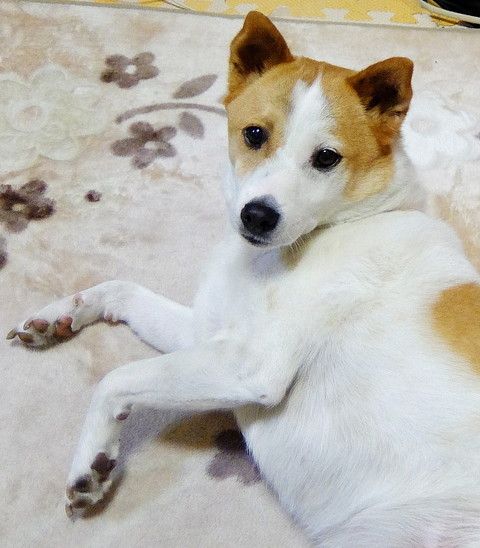 かしこいけやきさんのペンダント