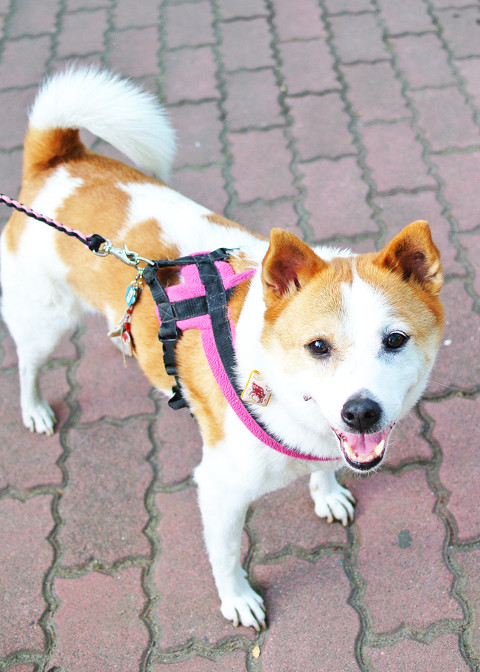 お散歩けやきさん