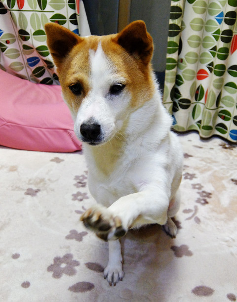 リモート握手会