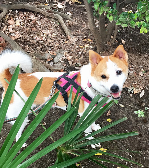 笑顔のけやきさん