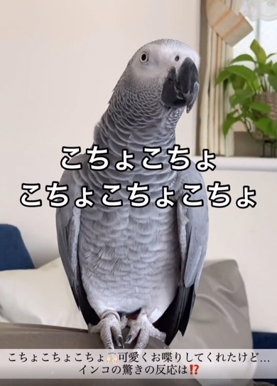 かわいく話すヨウム