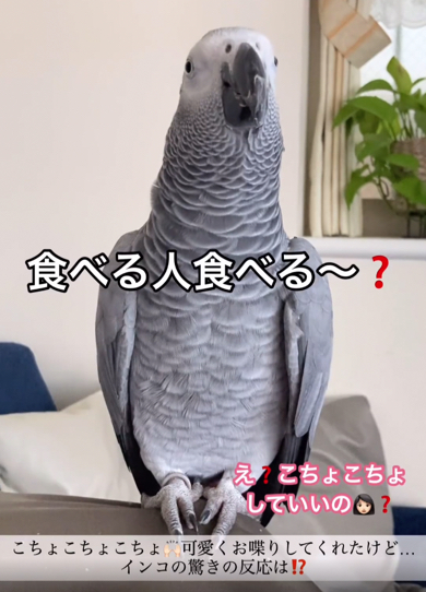 こちょこちょが嫌で話しをそらすヨウム