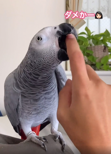 こちょこちょが嫌で阻止をするヨウム