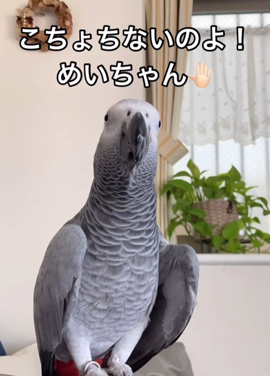 少しご機嫌ななめなヨウム