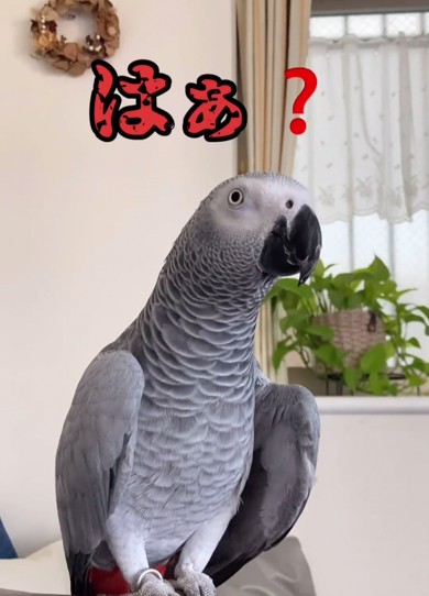 心の声が漏れてしまったヨウム