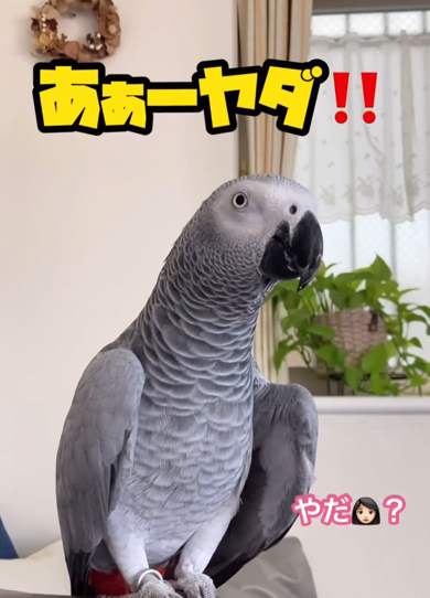 最後は優しい口調に戻ったヨウムなのでした