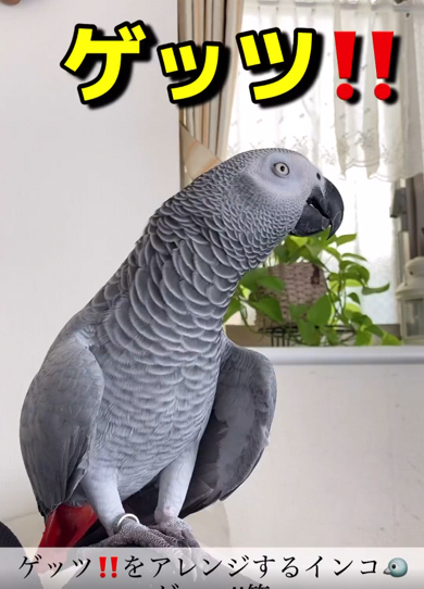 「ゲッツ！」をアレンジするヨウム