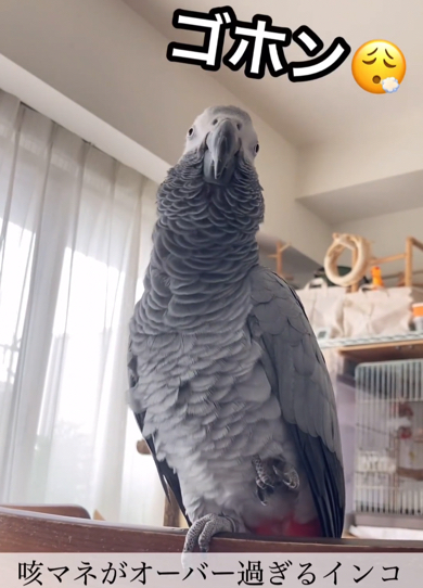 ヨウムの咳マネがオーバーすぎる