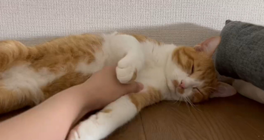 キジ白つくしちゃん