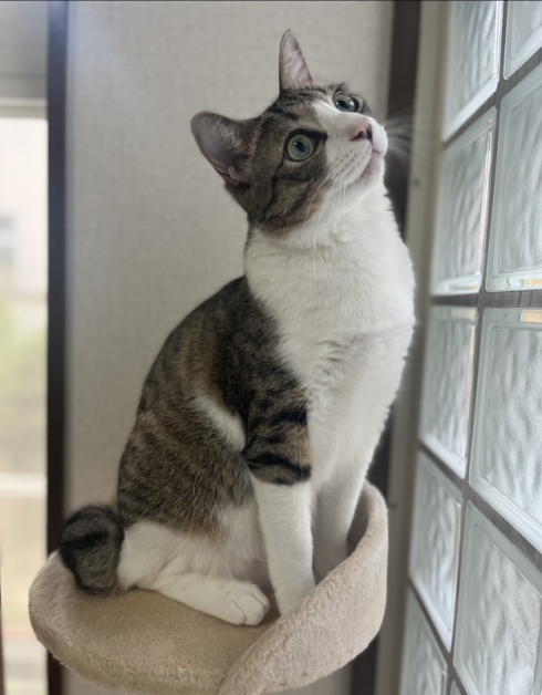 キジ白つくしちゃん