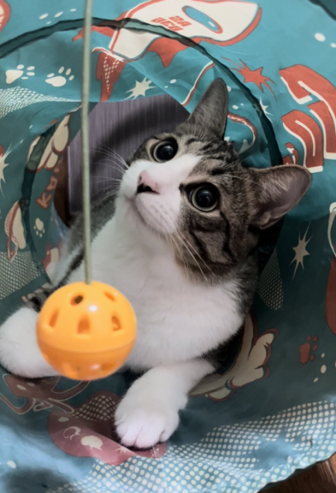 キジ白つくしちゃん