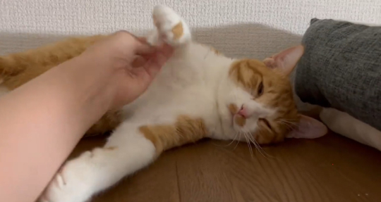 キジ白つくしちゃん
