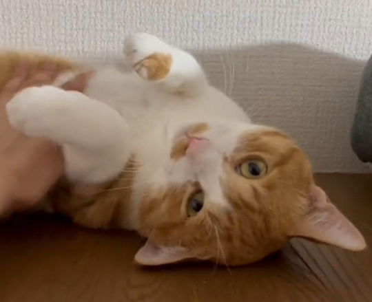 キジ白つくしちゃん