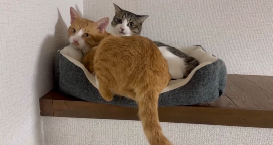 キジ白つくしちゃん