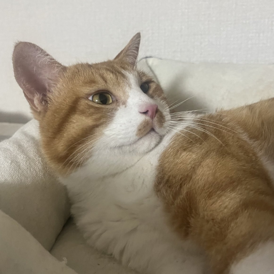 キジ白つくしちゃん