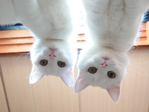 圧がすごい猫姉妹アップ