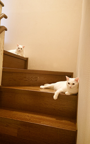 待ち構える猫姉妹