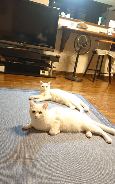 いつもの光景？