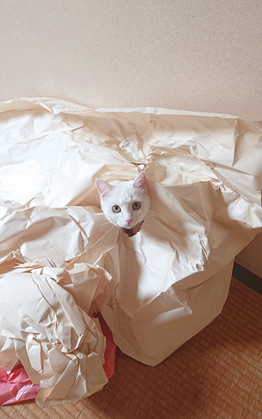 パリコレにでも出るの？