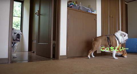 こっちこいテロップ