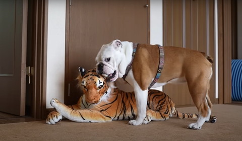 トラの耳かむワンコ