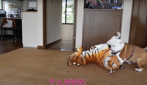 トラを振り回すワンコ