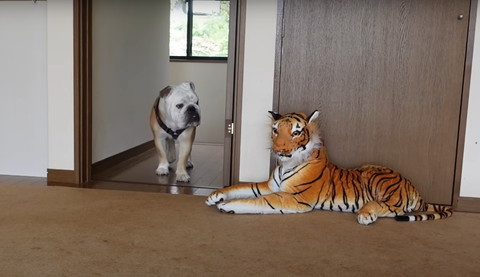 部屋に入ってくるワンコ