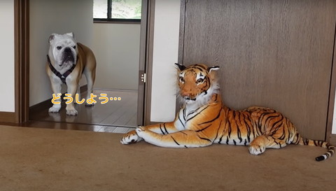 どうしようテロップ