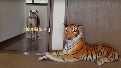 ねぇねぇテロップ