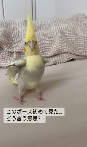 オカメインコ